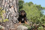 CAVALIER KING CHARLES 071
